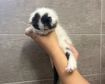Кошки в других городах Краснодарского края: Вислоухая девочка ищет дом Девочка, Бесплатно - фото 6
