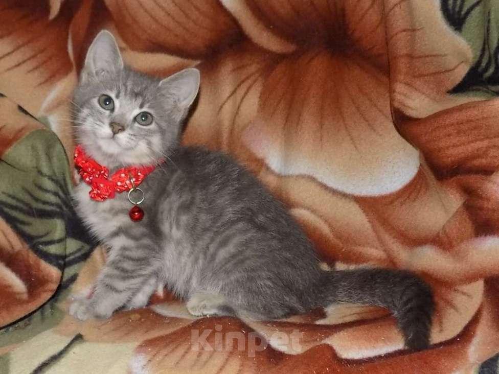 Кошки в Москве: Азиатская табби, девочки Девочка, 20 000 руб. - фото 3