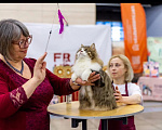 Кошки в других городах Московской области: Тигровый курильский котик Мальчик, 60 000 руб. - фото 10