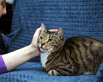 Кошки в Санкт-Петербурге: Кошка Полоска ищет семью Девочка, Бесплатно - фото 2