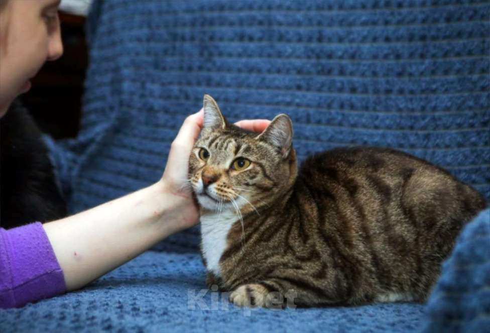 Кошки в Санкт-Петербурге: Кошка Полоска ищет семью Девочка, Бесплатно - фото 2