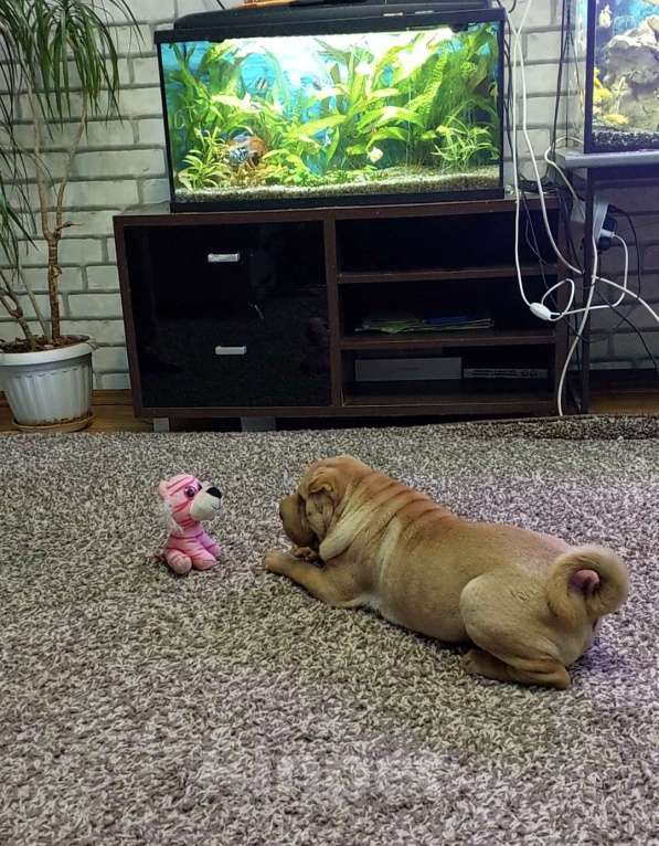 Собаки в Москве: Шарпейная плюша Девочка, 30 000 руб. - фото 4