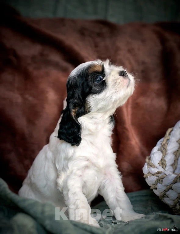 Собаки в Москве: Маленький принц ищет друга  Мальчик, 100 000 руб. - фото 8