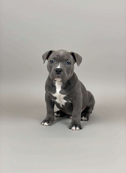 Американский Булли