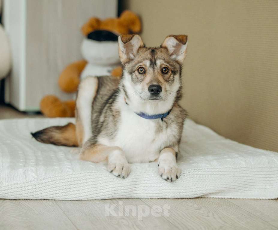 Собаки в Москве: Щенок бесплатно в Москве Девочка, Бесплатно - фото 3