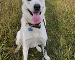 Собаки в Москве: Вайт: северный ветер в поисках дома и любви. Мальчик, Бесплатно - фото 5