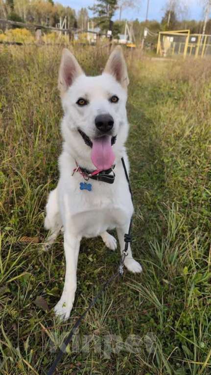 Собаки в Москве: Вайт: северный ветер в поисках дома и любви. Мальчик, Бесплатно - фото 5