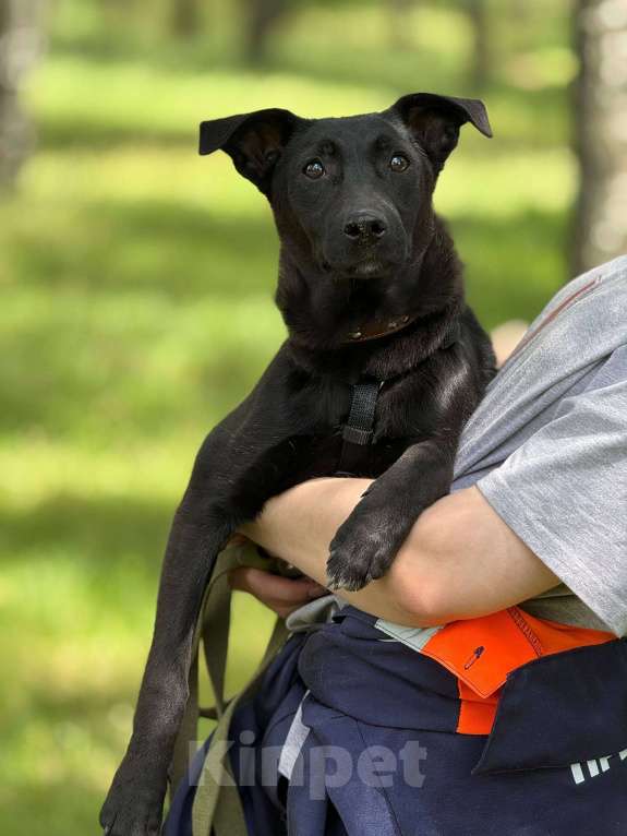Собаки в Москве: Щенок Кэрри Девочка, Бесплатно - фото 2