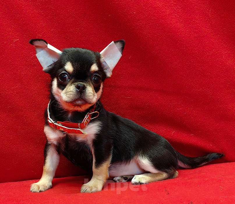 Собаки в Москве: Чихуахуа. Девочка - 2.5 мес. Девочка, 80 000 руб. - фото 2