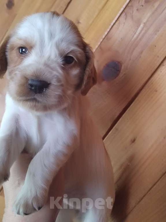 Собаки в Москве: Русский охотничий спаниель Девочка, 35 000 руб. - фото 1