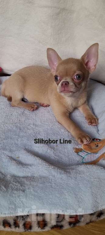 Собаки в Москве: Крутая Чихуахуа девочка Девочка, Бесплатно - фото 3