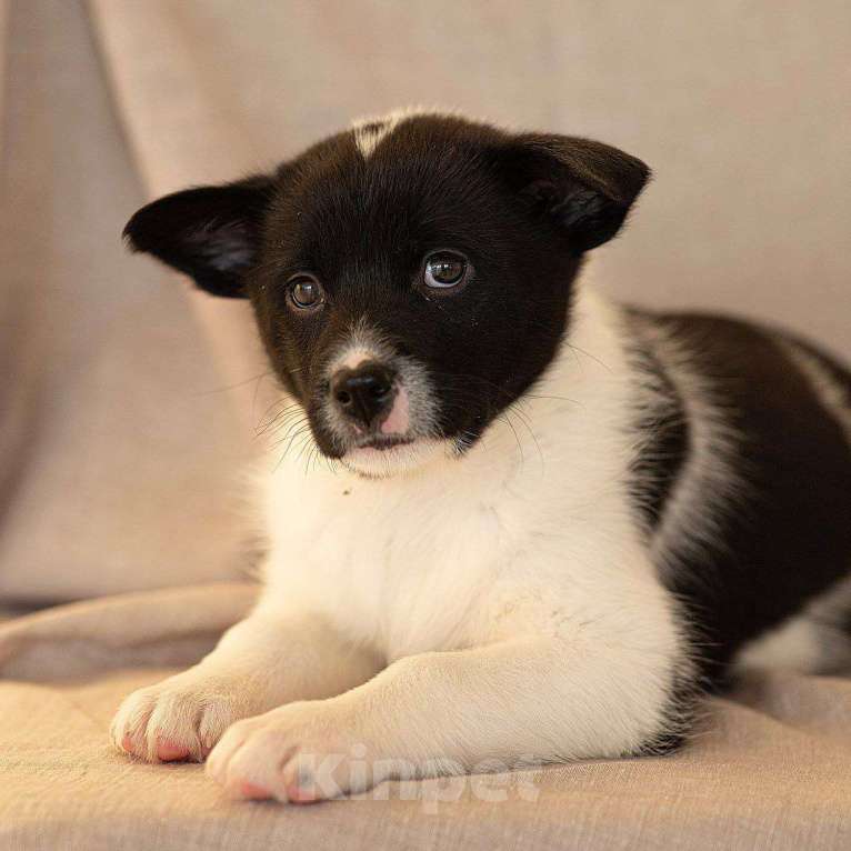 Собаки в Апрелевке: Щеночки Якутской лайки в добрые руки! Девочка, Бесплатно - фото 2