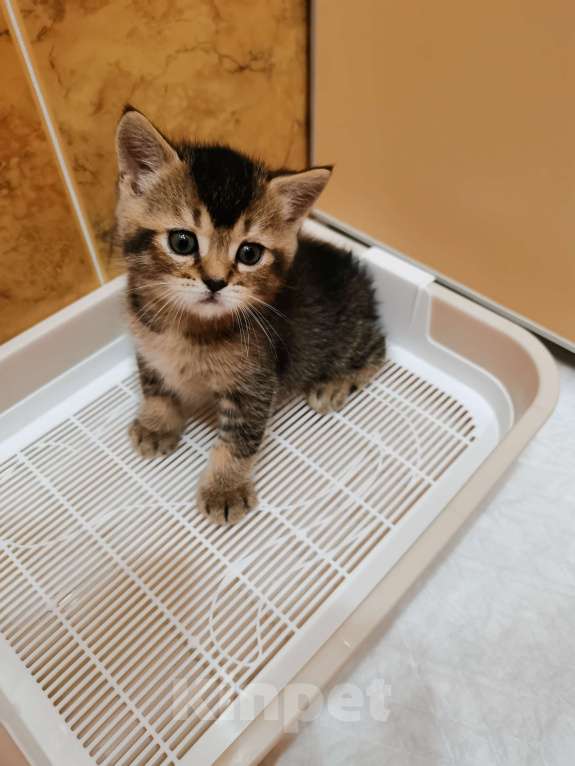 Кошки в Чебоксарах: Малыш игрунька Мальчик, Бесплатно - фото 2