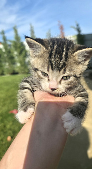 Котёнок