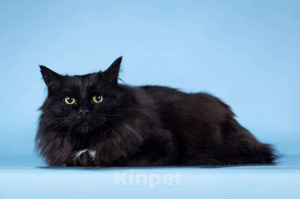 Кошки в Москве: Пушистый чёрный кот Чарли в добрые руки Мальчик, 1 руб. - фото 4