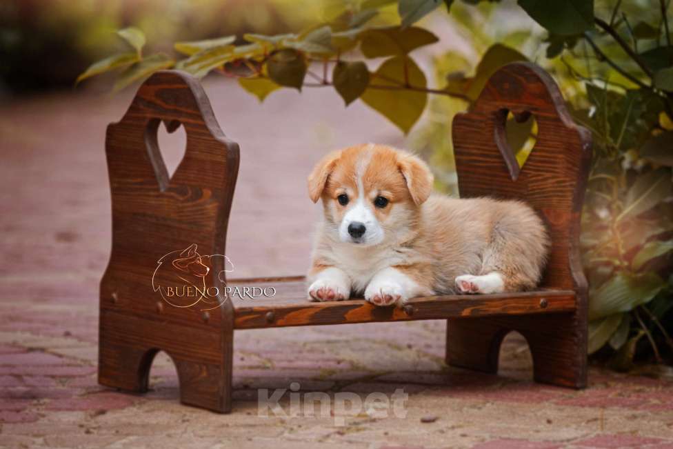 Собаки в Москве: коржики щенки Мальчик, 60 000 руб. - фото 7