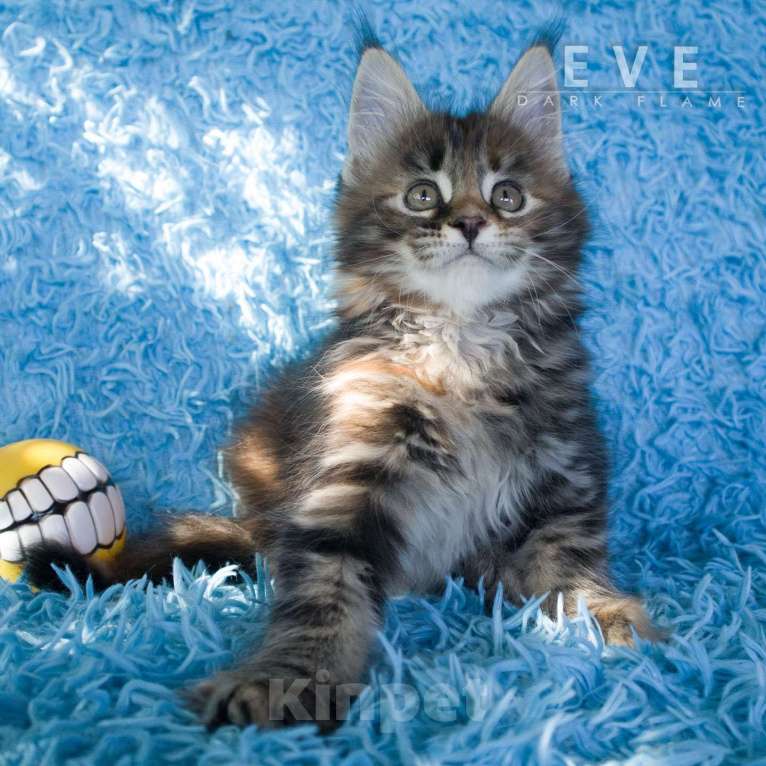 Кошки в других городах Воронежской области: Ева — мраморное чудо с шелковым характером Девочка, 50 000 руб. - фото 5