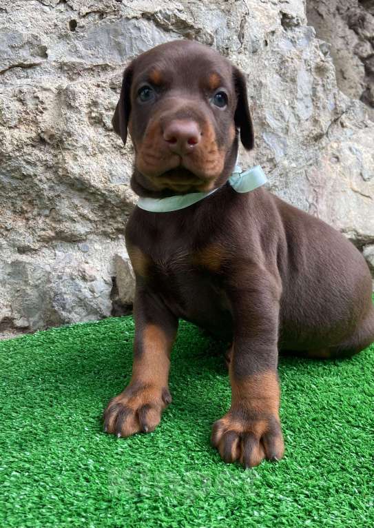 Собаки в других городах Московской области: Щенки добермана Мальчик, 100 000 руб. - фото 7