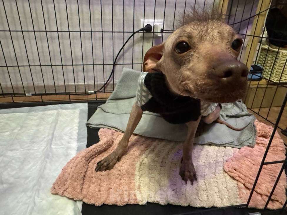 Собаки в Челябинске: ксолоицкуинтли мексиканская голая Девочка, 4 999 руб. - фото 2