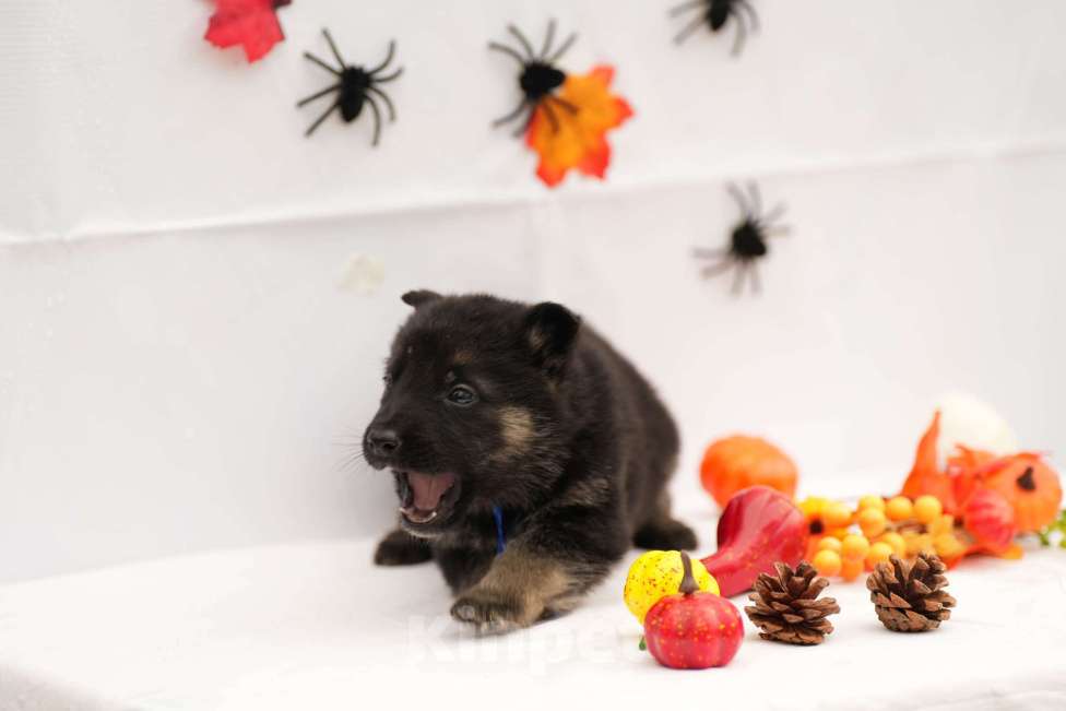 Собаки в других городах Московской области: Мальчик восточноевропейская овчарка с документами  Мальчик, 65 000 руб. - фото 7