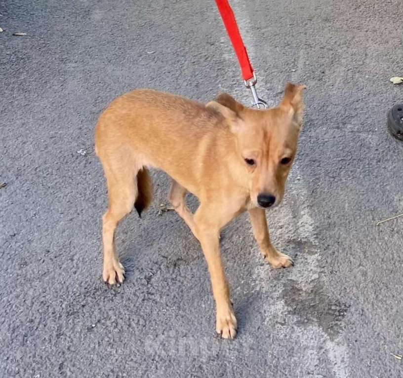 Собаки в Ростове-на-Дону: Маленькая Алиса в добрые ручки Девочка, Бесплатно - фото 3