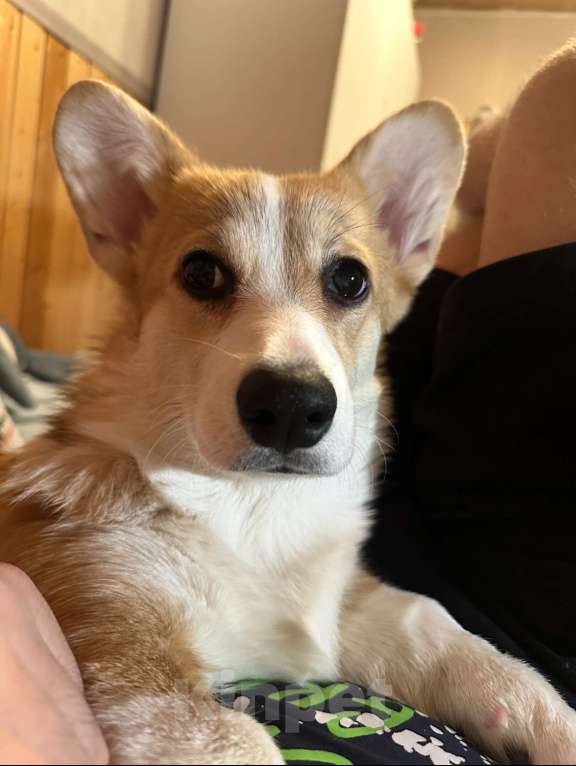 Собаки в Ногинске: Потерялась собака!!! Девочка, 30 000 руб. - фото 3