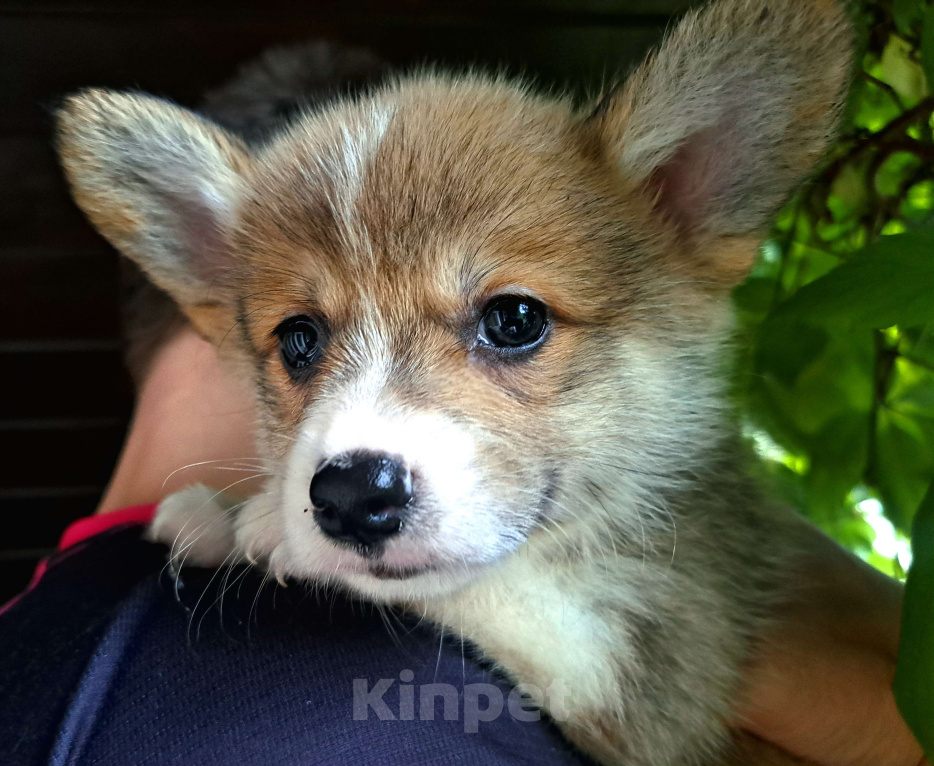 Собаки в других городах Ленинградской области: Щенок корги Мальчик, 110 000 руб. - фото 2