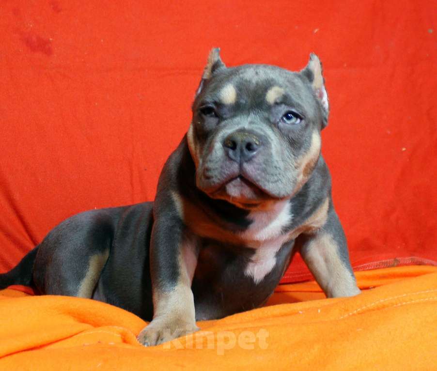 Собаки в Пушкино: Девочка - булли Девочка, 80 000 руб. - фото 1