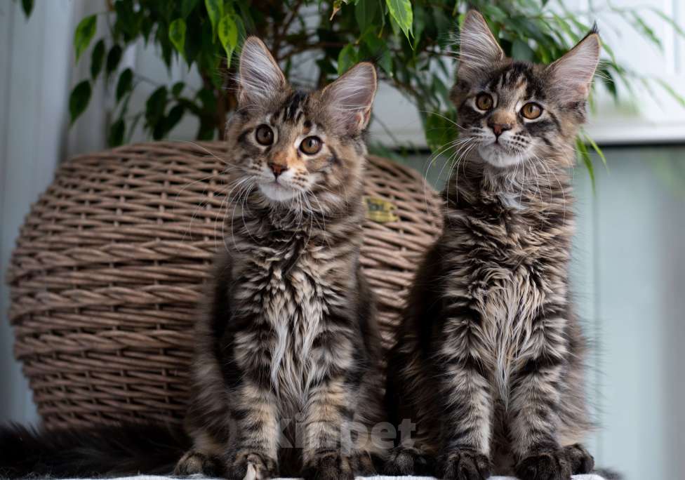 Кошки в Красноярске: Котенок Мейн-Кун Девочка, 45 000 руб. - фото 2