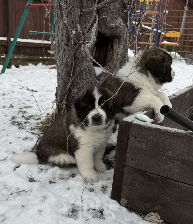 Собаки в Тамбове: Ван Гог с Тамбовского Края  Мальчик, Бесплатно - фото 2