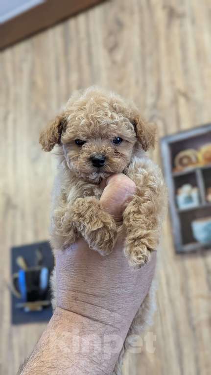 Собаки в Москве: Мальтипу мини Девочка, 90 000 руб. - фото 3