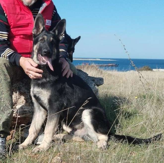 Собаки в Севастополе: щенок восточноевропейской овчарки, документы РКФ Мальчик, 50 000 руб. - фото 1