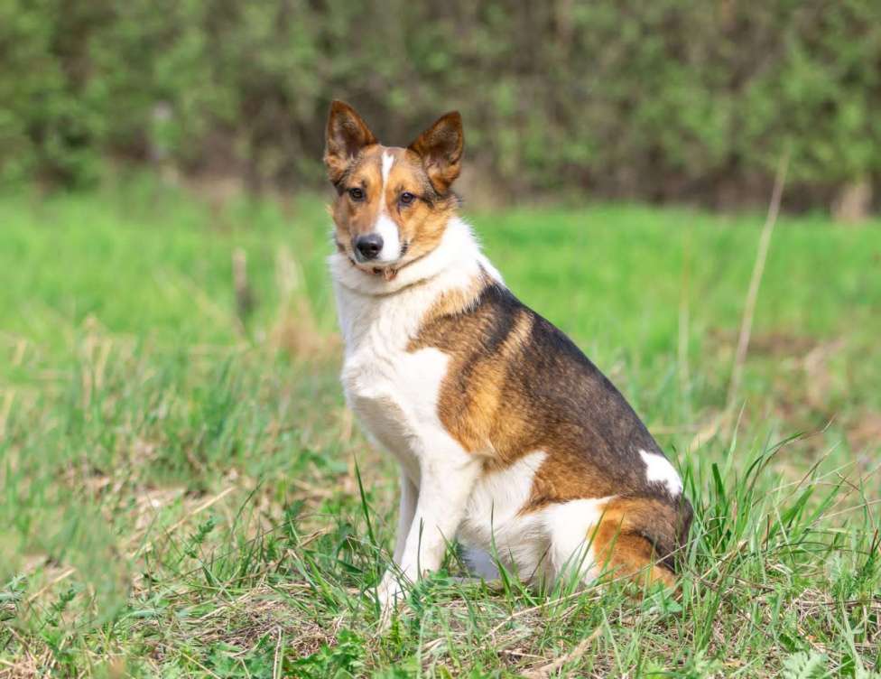 Собаки в Москве: Нежная и миниатюрная девочка Жужа ищет дом Девочка, 1 руб. - фото 4