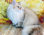 Кошки в Санкт-Петербурге: Котик в шикарной золотой шубе Мальчик, 50 000 руб. - фото 2