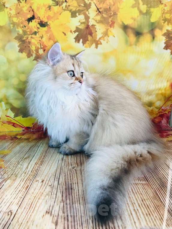 Кошки в Санкт-Петербурге: Котик в шикарной золотой шубе Мальчик, 50 000 руб. - фото 2