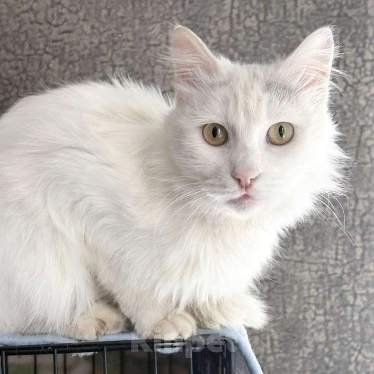Кошки в Москве: Котик Раф ищет дом Мальчик, Бесплатно - фото 1