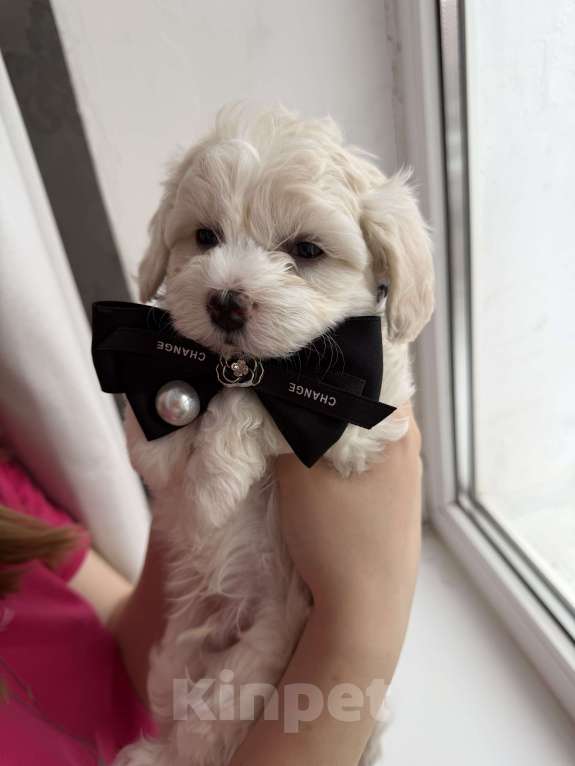Собаки в Иваново: Той-пудель Мальчик, 80 000 руб. - фото 4