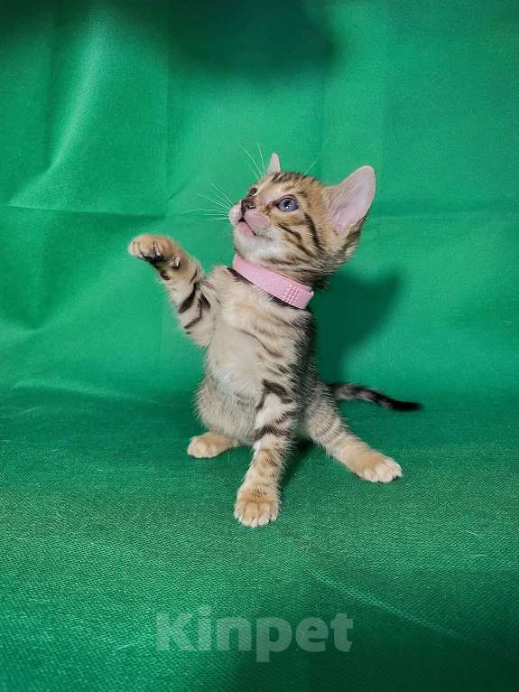 Кошки в Омске: Розовая  Девочка, 13 000 руб. - фото 2