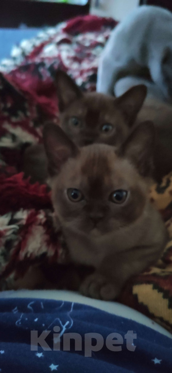 Кошки в Москве: Котята европейской бурмы  Девочка, 53 000 руб. - фото 1