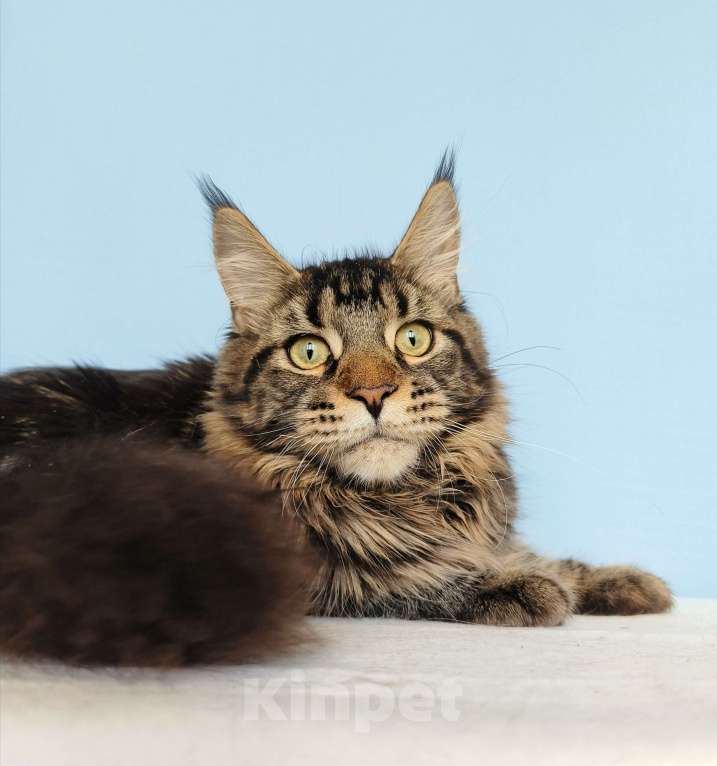 Кошки в Москве: Котёнок Мейн-Кун из питомника Мальчик Мальчик, 30 000 руб. - фото 6