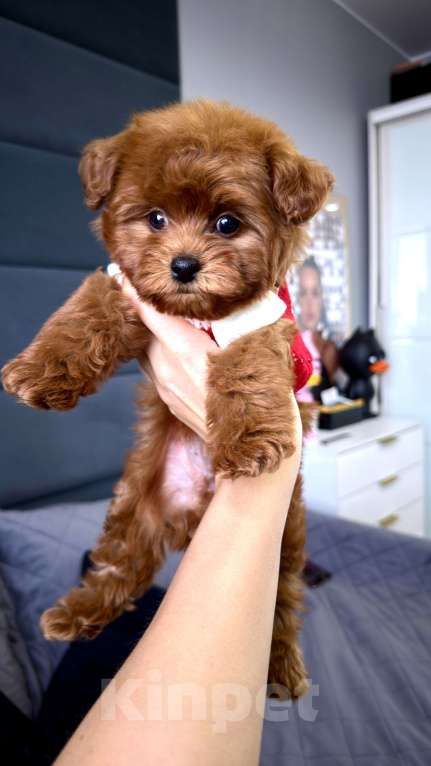 Собаки в Москве: Той пудель Тедди Мальчик, 240 000 руб. - фото 2