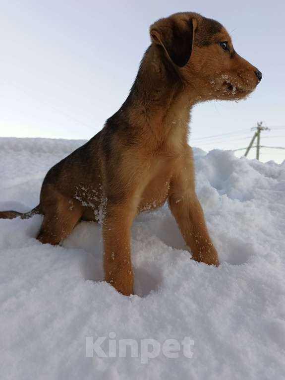 Собаки в других городах Ленинградской области: Трехцветный язык Мальчик, Бесплатно - фото 4