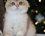 Кошки в Москве: Британский котенок Задор Мальчик, 100 000 руб. - фото 6