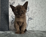 Кошки в Оренбурге: Бурманские котята Девочка, 35 000 руб. - фото 10