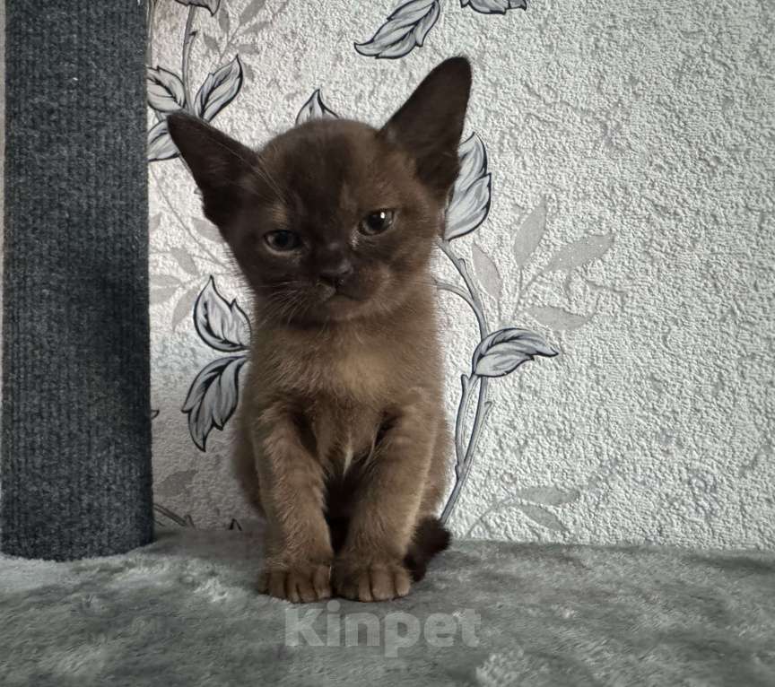 Кошки в Оренбурге: Бурманские котята Девочка, 35 000 руб. - фото 10