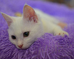 Кошки в Починке: Котенок Снежок в добрые руки, 100 руб. - фото 3