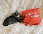 Кошки в Санкт-Петербурге: Маленький Пиксик 2 . Девочка, 100 руб. - фото 8