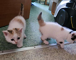 Кошки в Екатеринбурге: Котята Мальчик, 1 руб. - фото 2