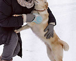 Собаки в Москве: Домашние щенки-подростки Бинго и Бэмби в добрые руки Мальчик, 10 руб. - фото 6