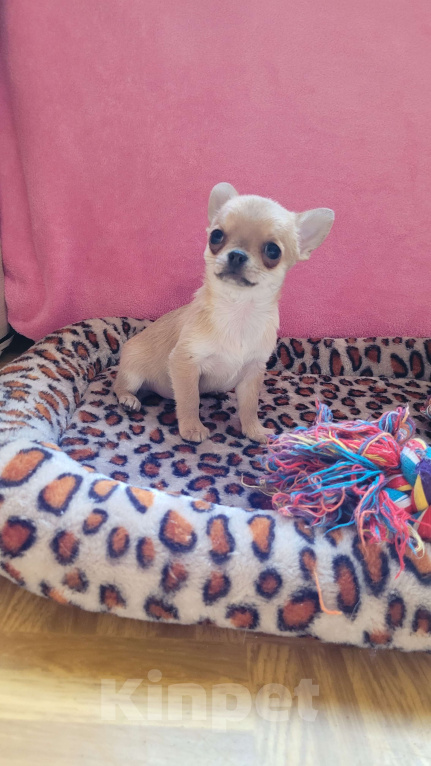 Собаки в Москве: Чихуахуа голубо-палевый мальчик Мальчик, Бесплатно - фото 2